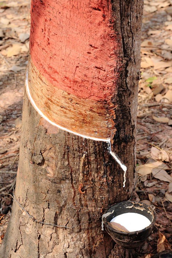 Rubber Processing